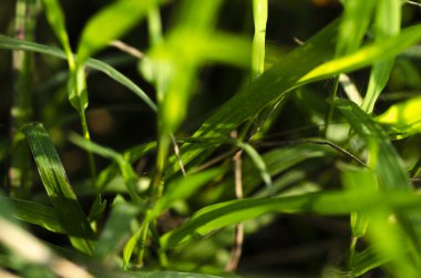 yeşil yabani otlar parlak güneşli bir günde ve sığ alan arka planında büyüdü.