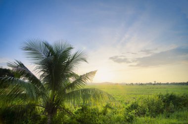Geleneksel çeltik tarlasında gündoğumu arka planında güzel manzara