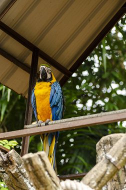 Güzel Papağan Scarlet Macaw kuşu, sığ bir tarlanın üzerinde metal bir duruşta tünemişti.