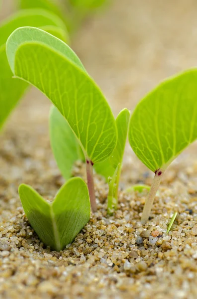 Groene spruiten groeien uit zand, symbolisch voor nieuw leven of ecologisch concept over ondiepe velddiepte — Stockfoto