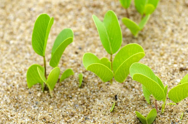 Зеленые ростки, растущие из песка, символизирующие новую жизнь или экологическую концепцию на мелкой глубине полевого фона — стоковое фото
