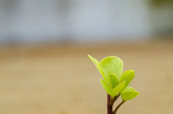 Groene kiemen groeien uit zand symbolisch voor de ontwikkeling van bedrijven of ecosysteem concept — Stockfoto