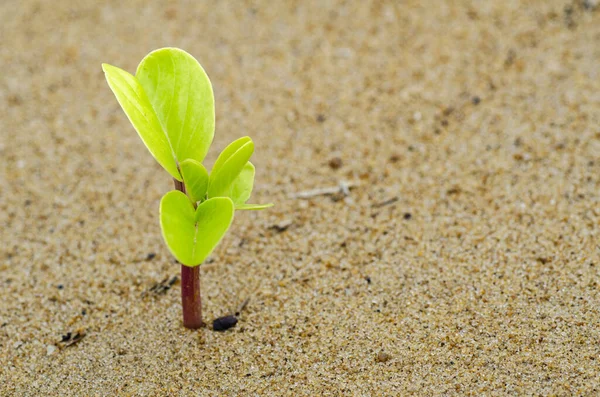 Brotos verdes que crescem da areia simbólica para o desenvolvimento de negócios ou conceito de ecossistema — Fotografia de Stock