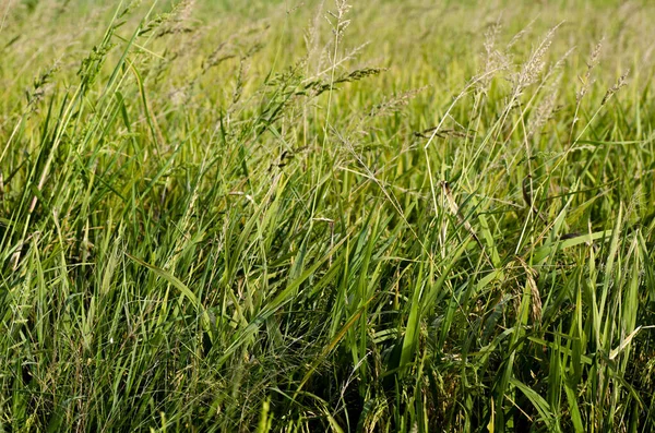Verde hierba silvestre creció bajo brillante día soleado y poca profundidad de fondo del campo —  Fotos de Stock