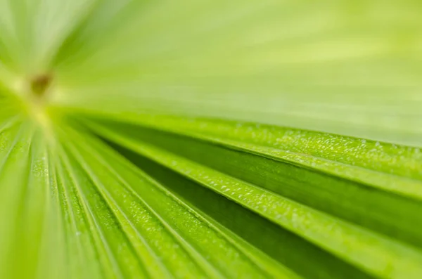 Абстрактные зеленые полоски из тропических листьев пальмы текстуры фона — стоковое фото