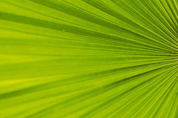 Абстрактные зеленые полоски из тропических листьев пальмы текстуры фона — стоковое фото