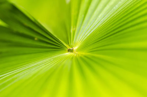 Rayas verdes abstractas de fondo de textura de hoja de palma tropical —  Fotos de Stock