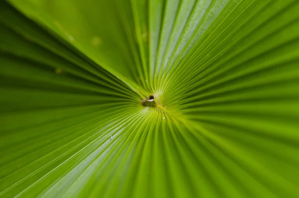 熱帯性のヤシの葉のテクスチャの背景から抽象的な緑の縞 — ストック写真