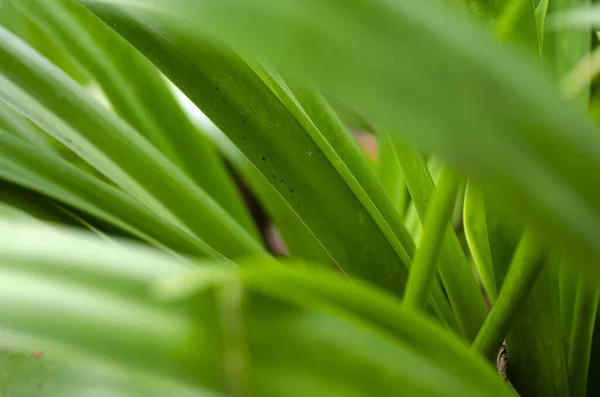 Зеленый тропический лист с полосками и текстурой для фона — стоковое фото