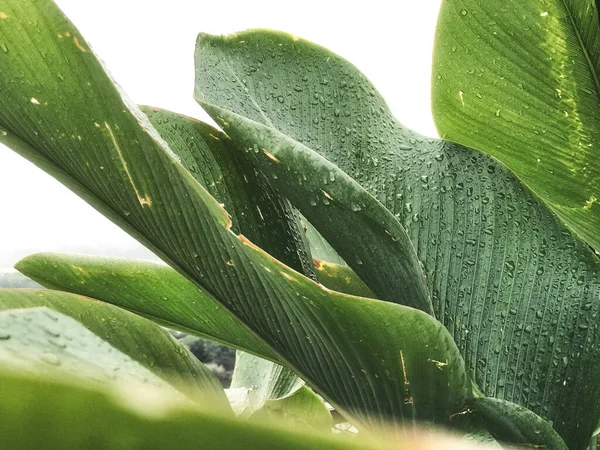 Foglia tropicale verde con strisce e texture per sfondo — Foto Stock