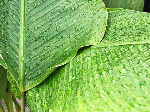 Groen tropisch blad met strepen en textuur voor achtergrond — Stockfoto