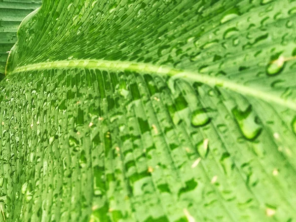 Grünes tropisches Blatt mit Streifen und Textur für den Hintergrund — Stockfoto