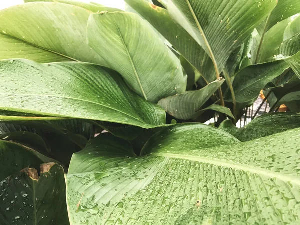 Foglia tropicale verde con strisce e texture per sfondo — Foto Stock