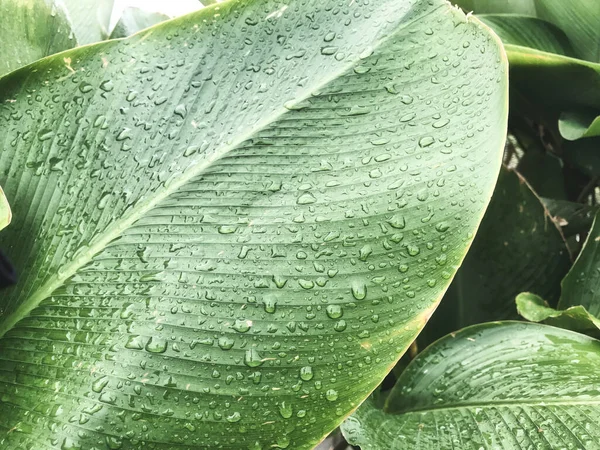 Зеленый тропический лист с полосками и текстурой для фона — стоковое фото