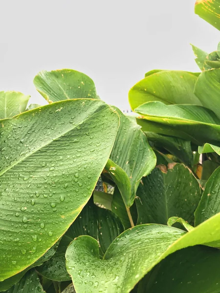 Зеленый тропический лист с полосками и текстурой для фона или обоев . — стоковое фото