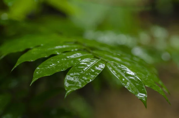Selectieve aandacht schot van groene natte blad tijdens regenachtige dag voor milieu concept achtergrond — Stockfoto