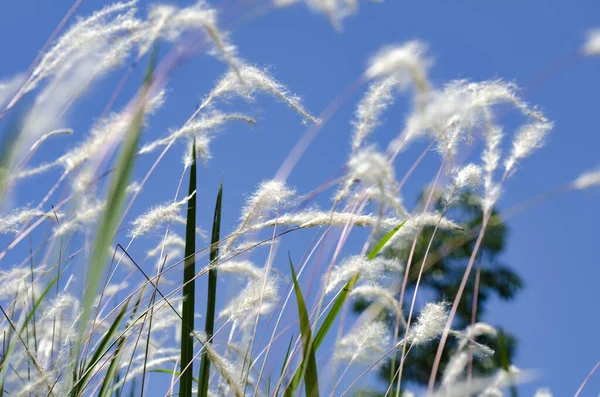 Detailní snímky bílé trávy květiny volat Cogongrass (Imperata cylindrica) pod sluncem — Stock fotografie