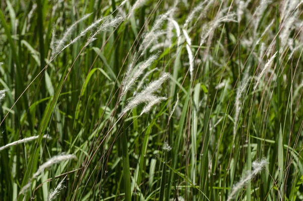 Imagen de primer plano de hierba blanca flor llamada Cogongrass (Imperata cylindrica) bajo sol brillante —  Fotos de Stock