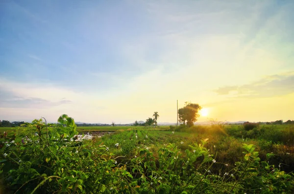 Piękny widok na krajobraz w tradycyjnym polu ryżowym na tle wschodu słońca — Zdjęcie stockowe