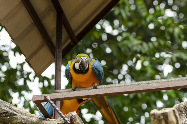 Piękny papuga Scarlet Macaw ptak siedzący na metalowym stojaku na płytkiej głębokości pola — Zdjęcie stockowe