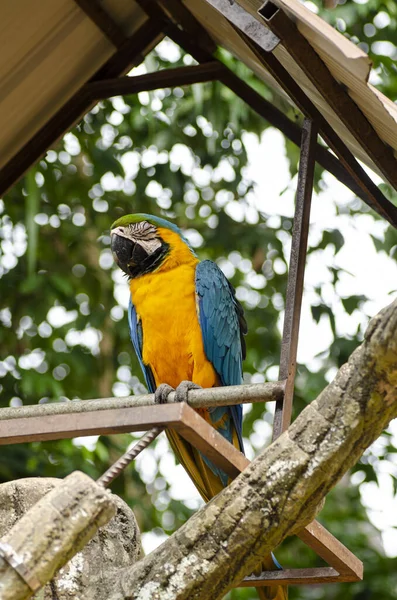 Piękny papuga Scarlet Macaw ptak siedzący na metalowym stojaku na płytkiej głębokości pola — Zdjęcie stockowe