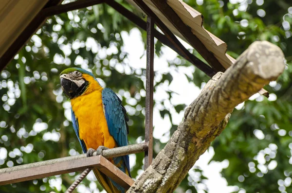 Piękny papuga Scarlet Macaw ptak siedzący na metalowym stojaku na płytkiej głębokości pola — Zdjęcie stockowe