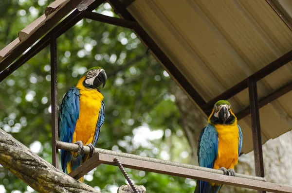 Piękny papuga Scarlet Macaw ptak siedzący na metalowym stojaku na płytkiej głębokości pola — Zdjęcie stockowe