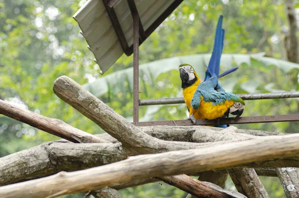 Piękny papuga Scarlet Macaw ptak siedzący na metalowym stojaku na płytkiej głębokości pola — Zdjęcie stockowe