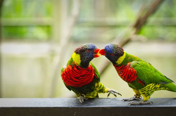 Piękne tęczowe ptaki Lorikeet, siedzące na metalowej poręczy — Zdjęcie stockowe