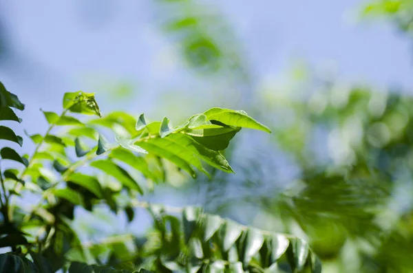 Tiro fechado, folhas de caril frescas (Murraya koenigii ou Bergera koenigii) no jardim de fábrica. dia ensolarado brilhante e fundo azul céu — Fotografia de Stock