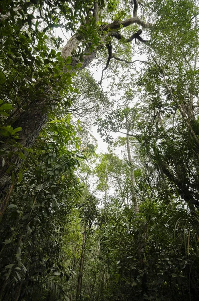 Buja zöld lombozat a trópusi esőerdőkben napsütéses napokon — Stock Fotó