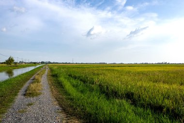 Kırsal alan görünüm yeşil çeltik pirinç alan güzel manzara ile çevreleyen.