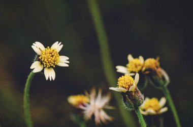 wild flower over shallow depth of field and selective focus shot