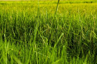 Kırsal alan görünüm yeşil çeltik pirinç alan güzel manzara ile çevreleyen.