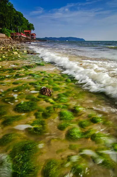 Hermosas algas verdes en la piedra en la playa durante la marea baja de agua . — Foto de Stock