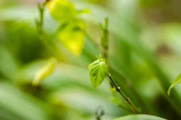 Зеленые молодые листья становятся символом развития бизнеса или экосистемной концепции — стоковое фото