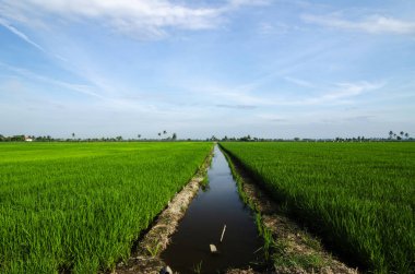 Kırsal alan görünüm yeşil çeltik pirinç alan güzel manzara ile çevreleyen.