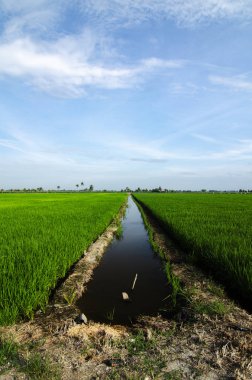 Kırsal alan görünüm yeşil çeltik pirinç alan güzel manzara ile çevreleyen.