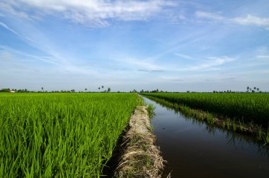 Kırsal alan görünüm yeşil çeltik pirinç alan güzel manzara ile çevreleyen.