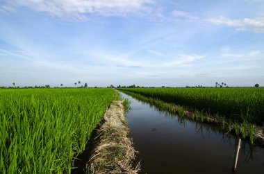 Kırsal alan görünüm yeşil çeltik pirinç alan güzel manzara ile çevreleyen.