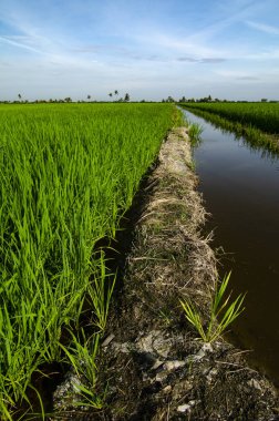 Kırsal alan görünüm yeşil çeltik pirinç alan güzel manzara ile çevreleyen.