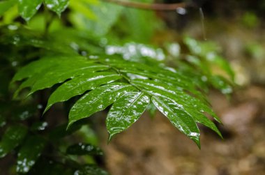 yeşil genç yapraklar iş gelişimini veya ekosistem kavramını sembolize ediyor.