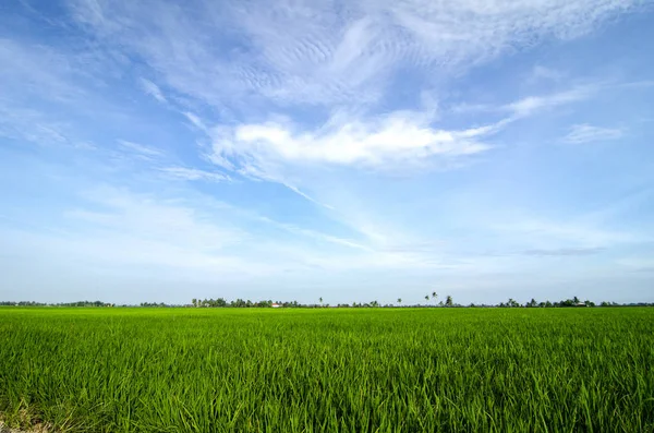 Vidék Nézd körülvevő gyönyörű táj, zöld hántolatlan rizs mező — Stock Fotó