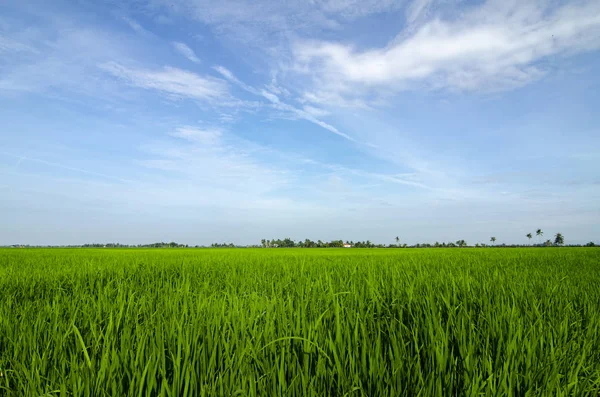 농촌 지역 녹색 벼 쌀 분야의 아름 다운 풍경과 주변 보기 — 스톡 사진