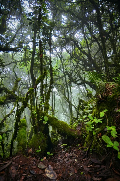 Природа, лес на Камероновском нагорье, Малайзия . — стоковое фото