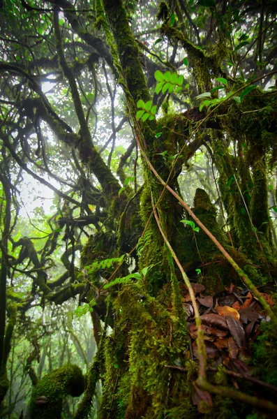 Belle nature, forêt mousseuse à Cameron Highland, Malaisie . — Photo