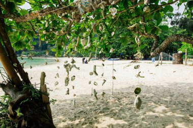 Malezya 'nın Pangkor Adası' ndaki Nipah Körfezi 'nin güzel doğasına karşı sahilde bir ağaç asan mercan.