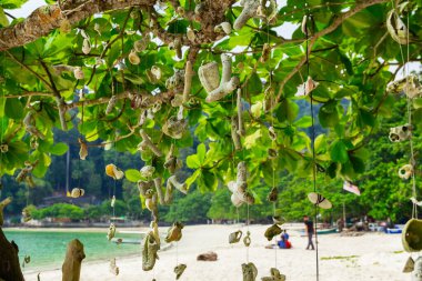 Malezya 'nın Pangkor Adası' ndaki Nipah Körfezi 'nin güzel doğasına karşı sahilde bir ağaç asan mercan.