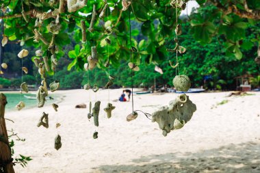 Malezya 'nın Pangkor Adası' ndaki Nipah Körfezi 'nin güzel doğasına karşı sahilde bir ağaç asan mercan.