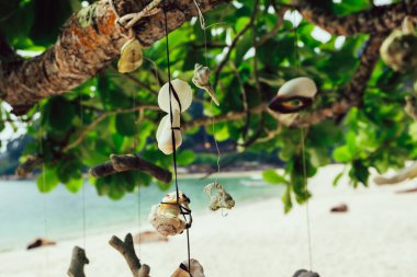 Malezya 'nın Pangkor Adası' ndaki Nipah Körfezi 'nin güzel doğasına karşı sahilde bir ağaç asan mercan.